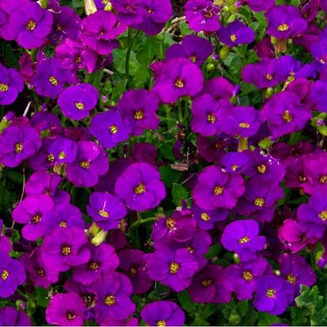 4 x Aubriète  - Aubrieta 'Cascade Purple'  - godet 9x9 cm