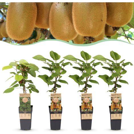 Actinidia Kiwi Hayward et Weiki Lot de 4 Plantes 1 Mâle 3 Femelles Pot 15cm H50cm - PANGIVO (1/5)