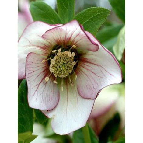 Hellébore 'Picotee' Pot de 2L/3L (1/3)