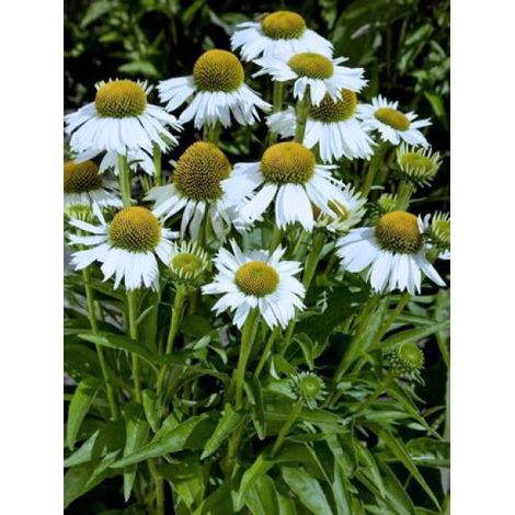 Rudbeckia pourpre 'White Meditation' Godet de 8/9 cm (1/3)