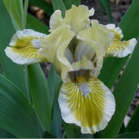 4 x Iris nain - Iris 'Green Little' - godet 9x9 cm (1/3)