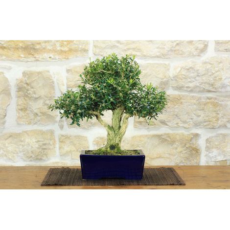 Bonsai di Bosso Harlandii (26)