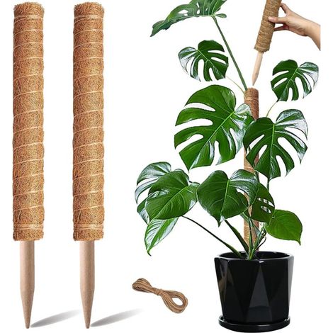 Lot de 2 supports pour plantes grimpantes Monstera (40 cm) empilables en fibre de coco en pot vert colza velours vert fibre de coco (1/4)