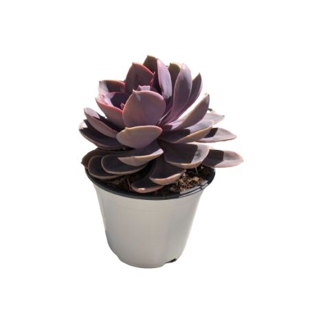 Echeveria Mix (1/3)