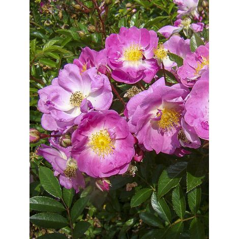Rosier arbuste moschata 'Lillie Fleur' Pot de 4L/5L
