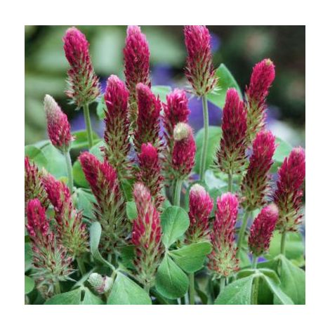 TREFLE INCARNAT DIOGENE - 1 KG - GRAINES FOURRAGERES