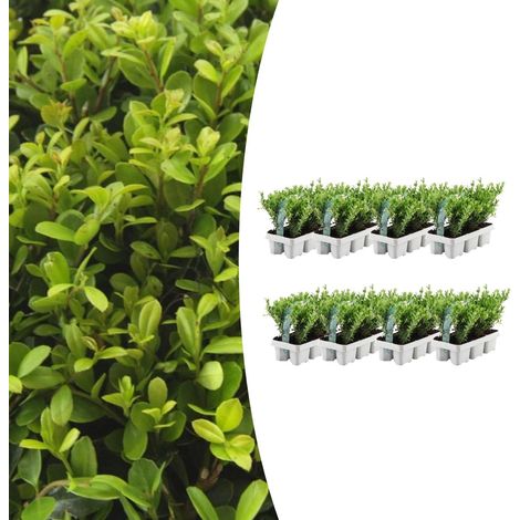 Ilex crenata 'Jenny' Houx du Japon Lot de 48 Plantes pour Haie et Bordure Ø7 cm H15 cm - PANGIVO (1/5)