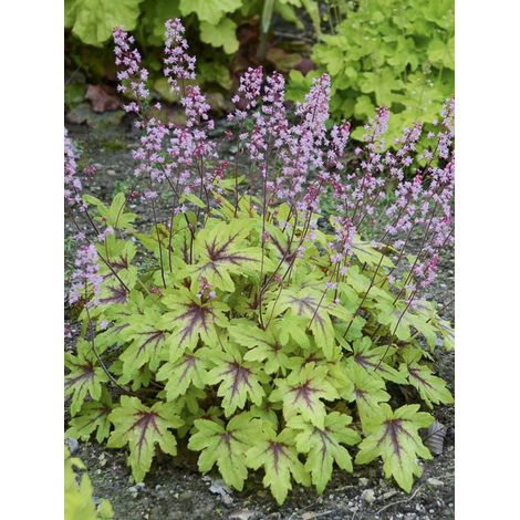 Heucherella 'Eye Spy' Godet de 8/9 cm
