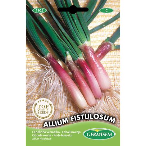 Germisem Allium Fistulosum Semi di Erba Cipollina Rosso 2 g