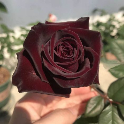 Graines de Rose Noire – 400 Graines – Rosa – Fleur Rare et Mystérieuse – Culture Jardin Balcon (1/5)