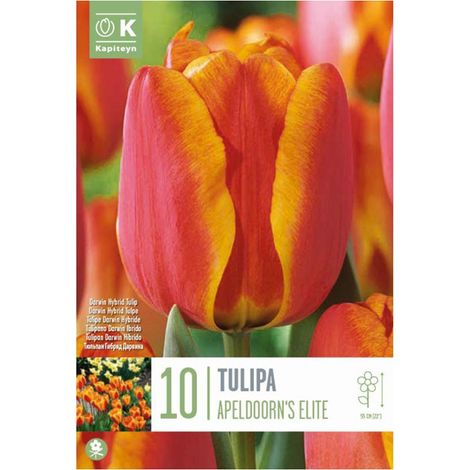 Bulbi di Tulipano Apeldoorn's Elite 10 pz KAPITEYN