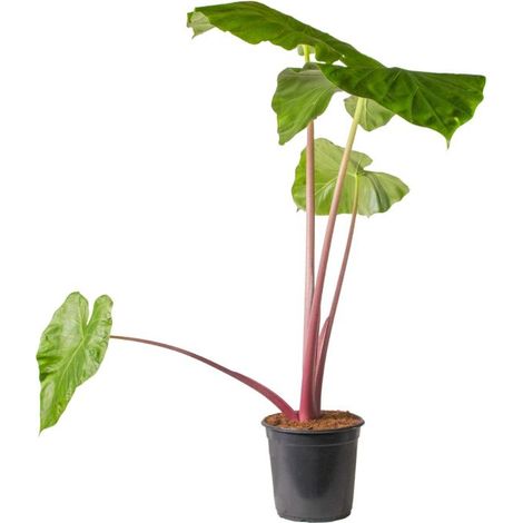 Alocasia Other Imperial Red Vaso 24 – Pianta tropicale ornamentale (1/4)