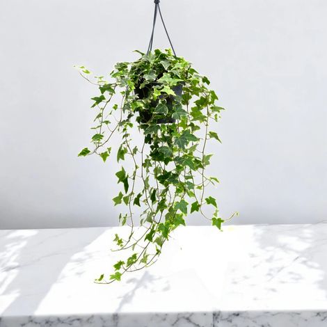 Gardenaria Edera - Hedera helix 'Goldchild' - Pianta da interno ornamentale - Altezza: 50 cm (vaso 19) (1/5)