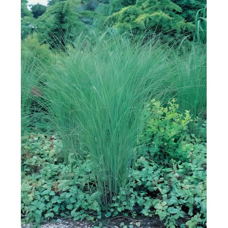 Gardenaria Miscanthus sinensis 'Gracillimus' - Graminacea ornamentale da esterno - Altezza: 60 cm (vaso 17)