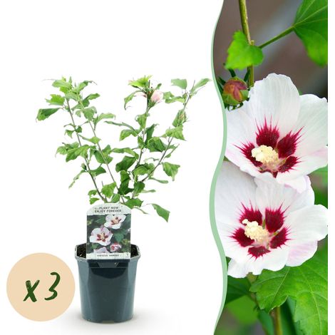 Hibiscus syriacus Hamabo Lot de 3 - Althéa de Jardin Fleurs Blanc et Rose - Rustique - Pot 17cm 45cm - PANGIVO (1/5)