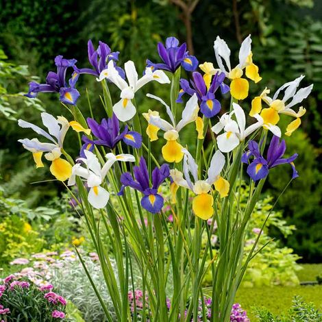 bulbi di IRIS HOLLANDICA MIX 7/8