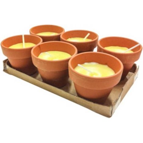 24 x CITRONELLA IN COCCIO POLLICINO 7XH6 CM 6 PZ