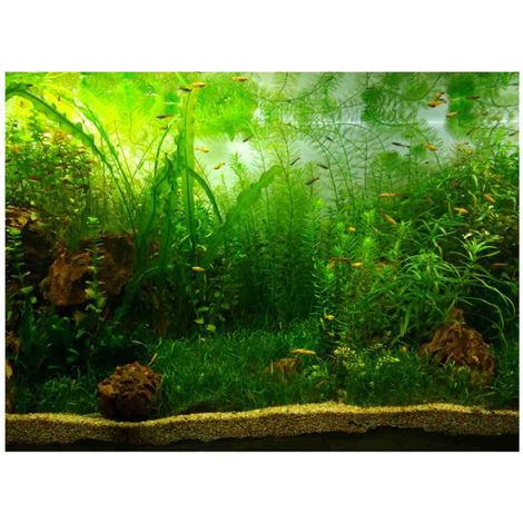 Affiche de fond d'aquarium de Style herbe d'eau, papier décoratif adhésif en PVC (76x30cm) (1/5)