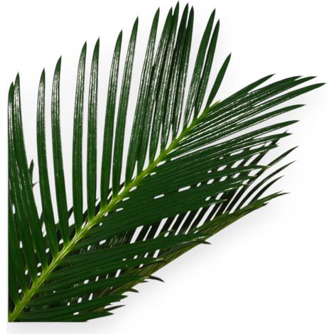 Gardenaria Cycas revoluta - Pianta da interno ornamentale - Altezza: 35 cm (vaso 12) (1/5)