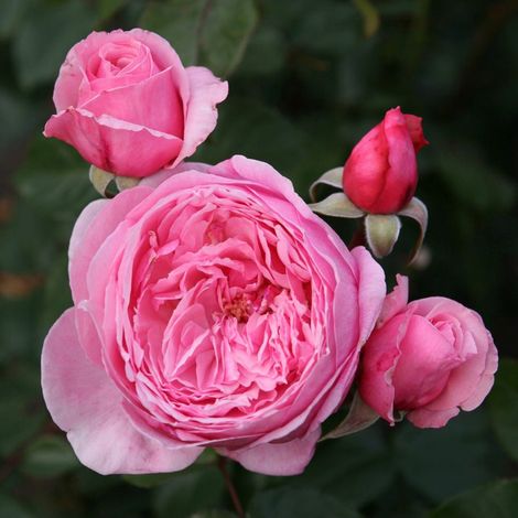 2 x Rosa  - Kordes Parfuma® rosier - Rosa 'Kiss Me Kate'®