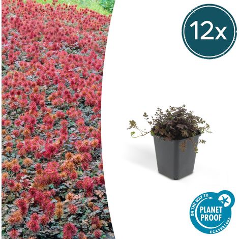 Lot de 12 Acaena microphylla Kupferteppich Plante Couvre-sol Jardin et Rocaille H10-25cm Ø9cm - PANGIVO (1/4)