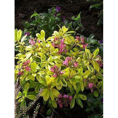 Escallonia  'Gold Ellen' Pot de 2L/3L (1/3)