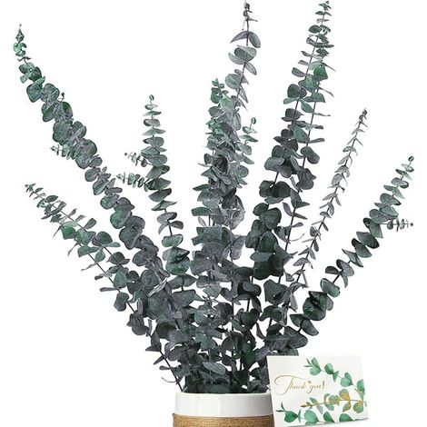 Feuilles D Eucalyptus - Séchées Naturellement - 50 Cm - Vert - Pour Décoration Intérieure Et Mariages - Lot De 10