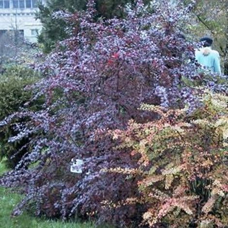 Épine-vinette - Berberis ottawensis 'Superba' - 40-50 cm pot (1/4)