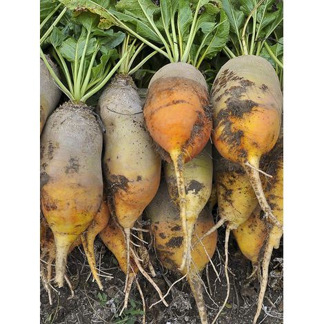 Betterave fouragère 'Jaune de Vauriac' le sachet de 4000 graines (100g)