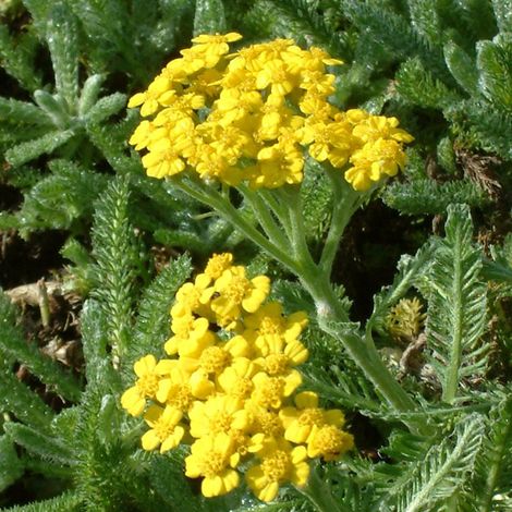 4 x Achillée tomenteuse - Achillea tomentosa  - godet 9x9 cm (1/5)