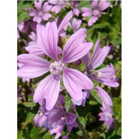 Grande mauve Godet de 7/8 cm (1/3)