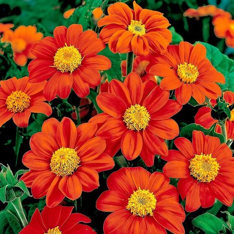 Semences Tournesol Mexicain Rouge 1000 – Fleurs Jardin Été 2026, Floraison Durable et Décorative (1/4)
