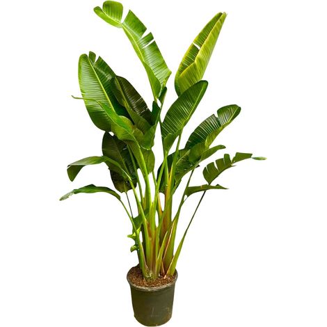 Strelitzia Augusta XXL Oiseau du Paradis Blanc Multi-troncs Plante d'Intérieur 250 cm - PANGIVO