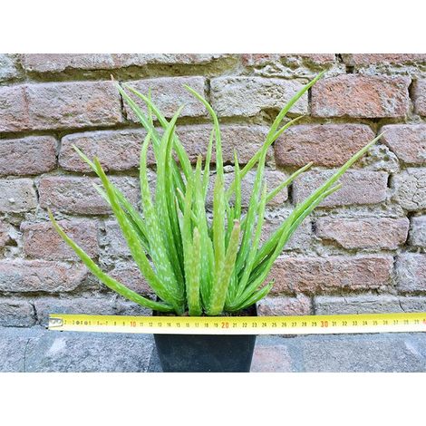 Aloe vera var. chinensis caespitosa 30 cm, cactus, pianta grassa