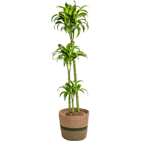 Dracaena Deremensis Dorado Plante Verte d'Intérieur Décorative Pot Ø24 cm Hauteur 120-140 cm - PANGIVO (1/5)