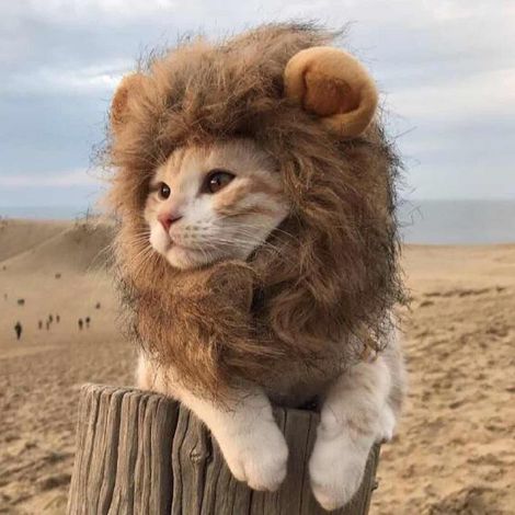 NineClouds Costume pour chien et chat pour animal de compagnie réglable lavable confortable fantaisie poils de lion vêtements pour chien robe pour Halloween Nol Paques Festival fête activité(L) (1/4)