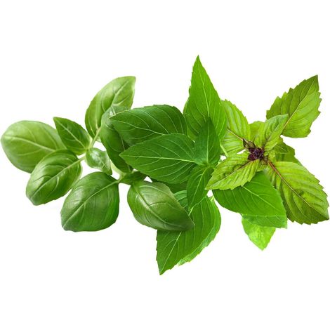 Click and Grow Biologisch Abbaubare Basilikum-Kapseln 9 Stück