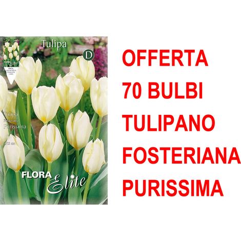 OFFERTA 70 BULBI AUTUNNALI TULIPANO FOSTERIANA PURISSIMA BULBS BULBES