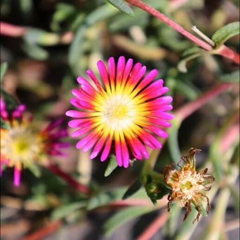 3 Pourpiers Weels of Wonder Hot Pink (Delosperma Weels of Wonder Hot Pink)