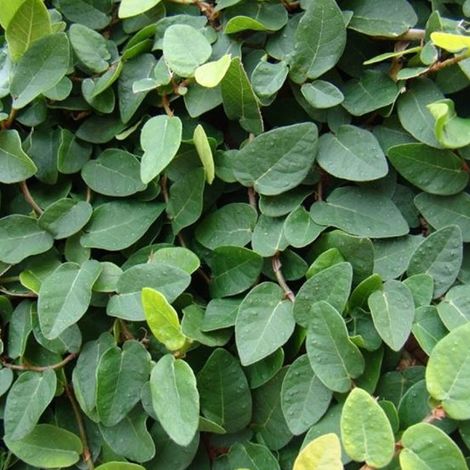 FICUS GREEN SUNNY IN VASO DA 9CM