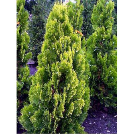 Thuya d'Orient 'Pyramidalis Aurea' Pot de 7,5L/10L (1/2)