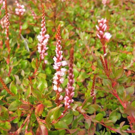4 x Renouée rampante - Persicaria vacciniifolia  - godet 9x9 cm