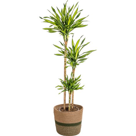 Dracaena Deremensis Rikki - Plante d'Intérieur Décorative - Pot Ø24 cm - Hauteur 130-150 cm - PANGIVO (1/5)