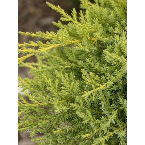 Genévrier 'Goldkissen' Pot de 2L/3L (1/4)