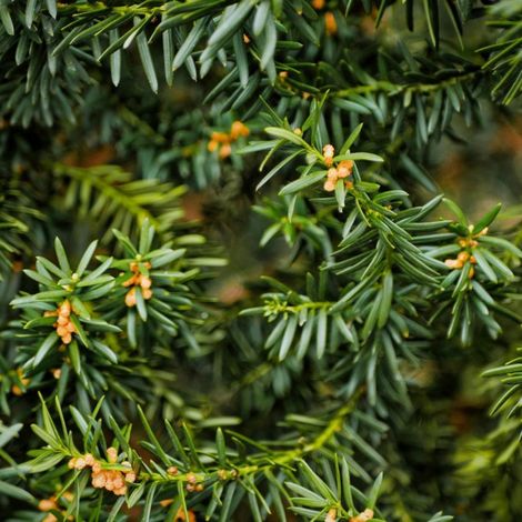If commun Repandens - Taxus baccata Repandens 20/40cm Pot 10L (1/4)