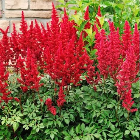 4 x Astilbe d'Arends  - Astilbe arendsii 'Fanal'  - godet 9x9 cm