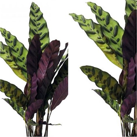 Planta Natural de Calathea Variada. 50 - 60 Cm