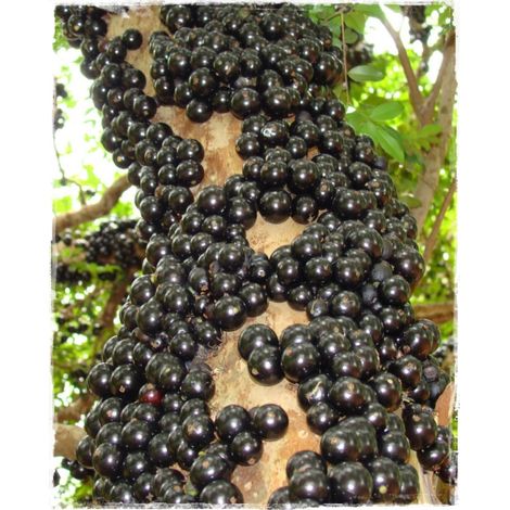 Vivaio Garden Forest – Jabuticaba plante en pot 18cm – Arbre fruitier à fruits sphériques noirs – Exposition ensoleillée – Plante tropicale rare