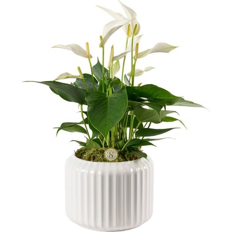 Cache-Pot Décoratif en Céramique White Cava avec Plante Anthurium Ø 16 x H 40 cm - PANGIVO (1/2)