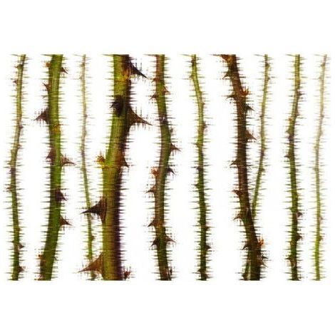 Papier peint panoramique original nature Tapisserie panoramique vert motif épine pour salon Papier peint panoramique vert & blanc pour couloir (1/3)